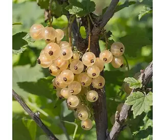 Штамбова біла смородіна