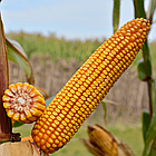 Насіння кукурудзи ЕС Креатив Lidea — ФАО 300, фото 2