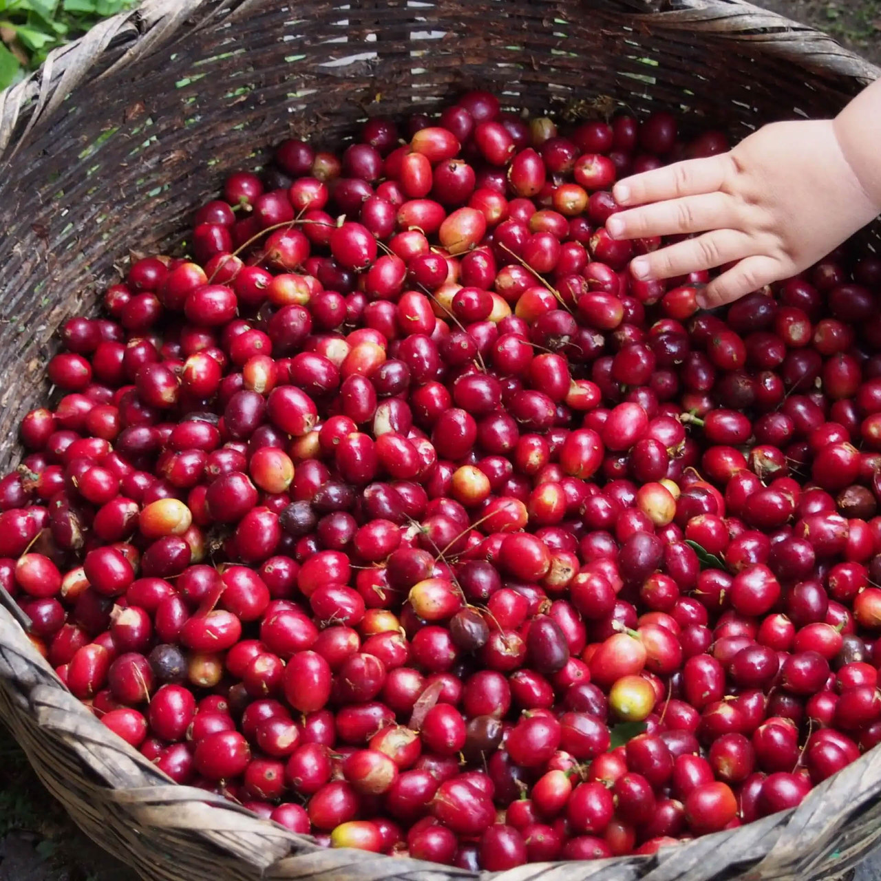 Кофе в зернах купаж арабики и робусты 50% на 50% свежей обжарки 1 кг - фото 6 - id-p2143937240