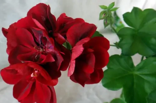 Пеларгония Atlantic Red Velvet 1 шт