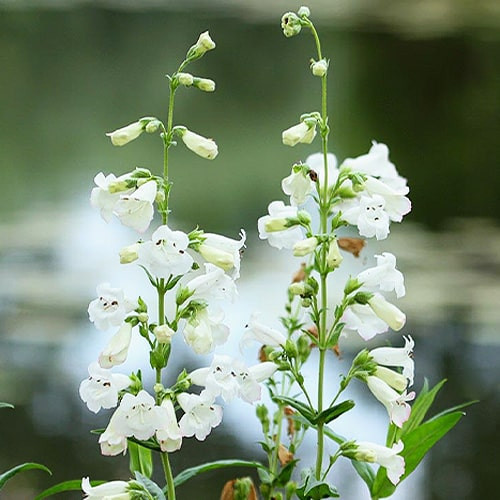 Пенстемон White Bedder 1 шт
