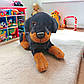 М'яка іграшка Собака Ротвейлер М'яка іграшка для дітей М'яка іграшка для хлопчика М'яка дитяча іграшка, фото 5