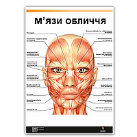 Плакат "Мышцы лица" 30см х 42см (1 плакат)