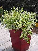 Абелія грандіфлора "Hopleys". ABELIA grandiflora "Hopleys".