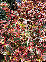 Абелія грандіфлора "Tricolor charm". Abelia grandiflora "Tricolor charm".