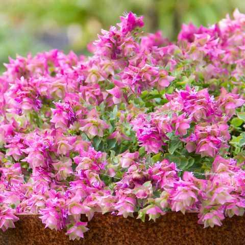 Гравілат bellissima, фото 1