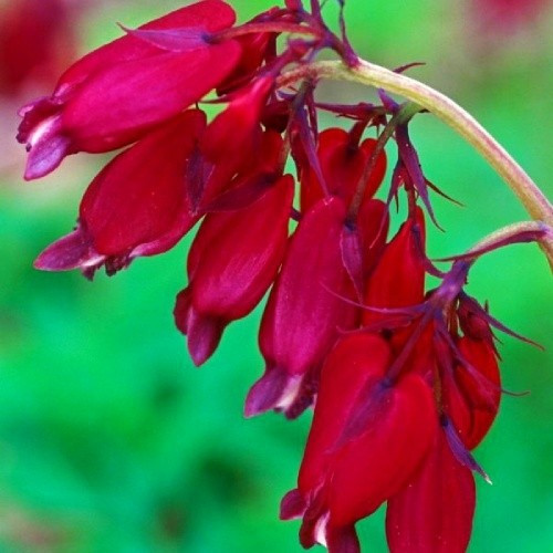 Дицентр formosa Bacchanal 1 шт