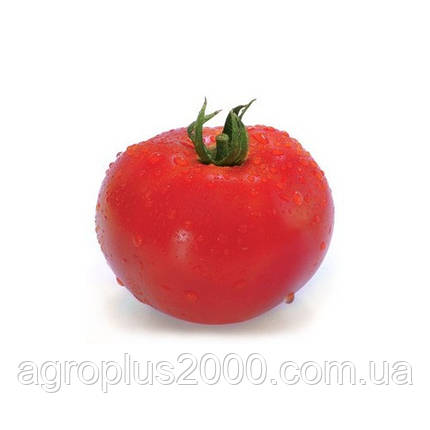 Насіння Томат індетермінантний Хітомакс F1, 10 насіння Kitano Seeds Riva Trade, фото 3