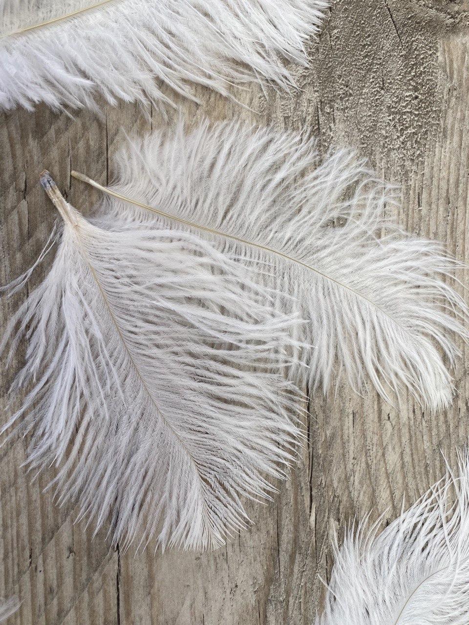 Перья страуса белые декоративные 5 шт/уп 15-18 см - фото 2 - id-p2145464687