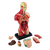 Анатомическая модель человека Edu-Toys MK027 сборная, 27 см , Toyman