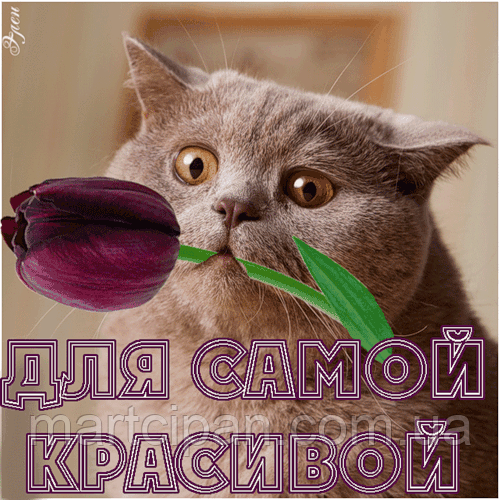 Поздоровлення 55 Вафельна картинка , фото 1