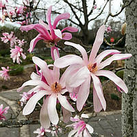 Магнолия Стелата Роз ( Magnolia Stellata Rosea ) 120 см