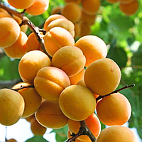 Саженц абрикоса Аденис