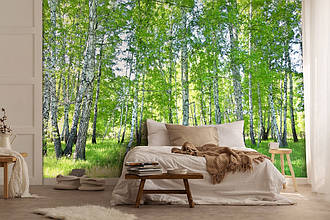 Фото шпалери літній пейзаж 254x184 см Природа Ліс Берези Зелені Дерева (14182P4) Найкраща якість