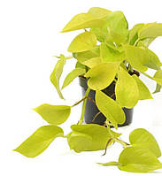 Эпипремнум Золотой Лимон Лайм(Epipremnum Aureum Lemon Lime)