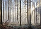 3D Флізелінові фотошпалери фото 368 x 254 см Природа - Туман крізь світлий ліс (13136V8) Найкраща якість, фото 2