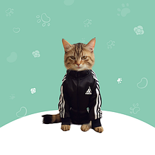 Спортивні костюми для котів
