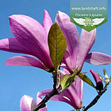 Magnolia hybrida 'Betty', Магнолія гібридна 'Беті',40-60см,C3 - горщик 3л, фото 3