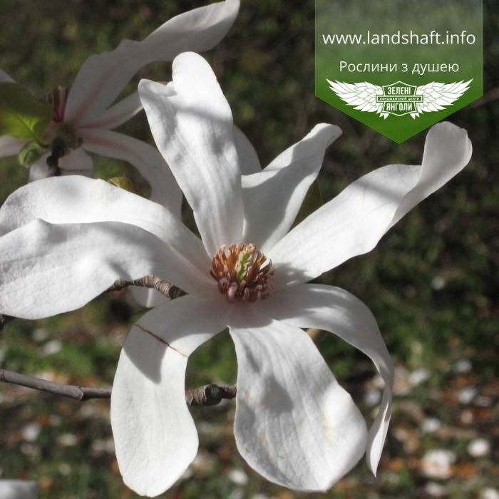 Magnolia loebneri 'Merrill', Магнолія Лебнера 'Меррілл',350-400см,C45 - горщик 45л