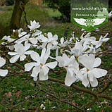 Magnolia loebneri 'Merrill', Магнолія Лебнера 'Меррілл',350-400см,C45 - горщик 45л, фото 2