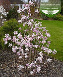 Magnolia stellata 'Rosea', Магнолія зіркова 'Розеа',50-70см,C3 - горщик 3л, фото 2