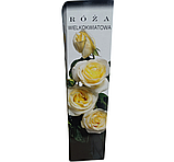 Троянда чайно-гібридна жовто-білого кольору PL-1, фото 2