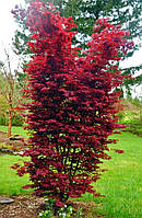 Японский клен Rovinsky Garden Japanese maple, acer palmatum Twombly039;s Red Sentinel, 70-90с GL, код: 6531929