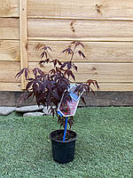 Японский клен Rovinsky Garden (Japanese maple) Atropurpureum 30-40 см (объем горшка 0,8 л) RG GL, код: 2633398