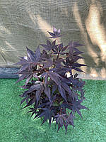Японский клен Florinda Japanese maple, acer palmatum Livy Perfect for Garden, 70-90см, объем MN, код: 6531948