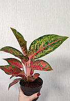 Аглаонема Лічі ред (Aglaonema Lychee red)