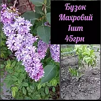 🌺Бузок махровий 🌺