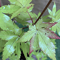 Японский клен Rovinsky Garden (Japanese maple) Summer Gold, 60-80см, объём горшка 3л (RG055) TS, код: 6531956