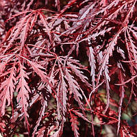 Японский клен Florinda Japanese maple, acer palmatum Inaba-shidare, 60-80см, объем горшка 3л ZK, код: 6531932