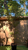 Большой японский клен Rovinsky Garden Japanese maple, acer palmatum Atrolineare, 5 м. 40л (RG BS, код: 6531926