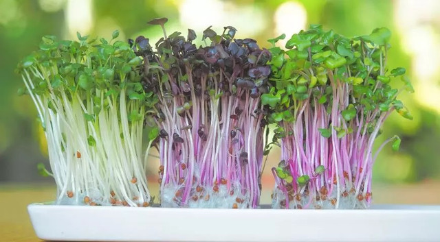 У ці дні можна зайнятися вирощуванням мікрозелені. календар, календар садівника, календар городника, місячний календар садівника та городника, місячний календар на квітень 2024 року