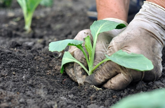 Дні сприятливі для посіву пізньої капусти у відкритий грунт. календар, календар садівника, календар городника, місячний календар садівника та городника, місячний календар на квітень 2024 року