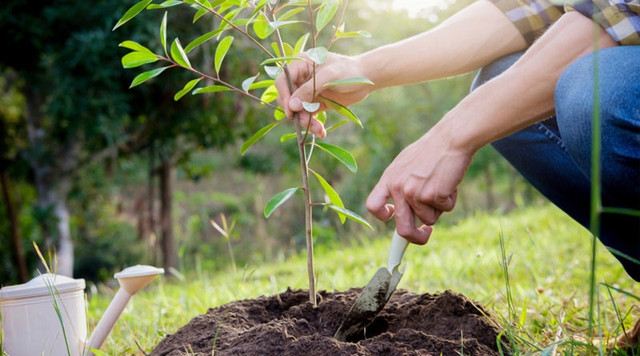 календар, календар садівника, календар городника, місячний календар садівника та городника, місячний календар на квітень  2024 року