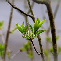 Місячний календар городника і садівника на квітень 2024 року