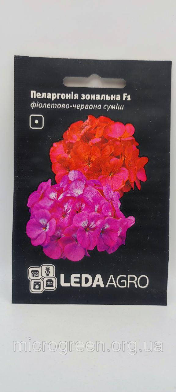 Пеларгонія зональна F1 фіолетово-червоний мікс