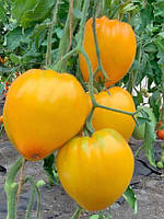 Семена томата Оранжевый Спам F1 10 семян