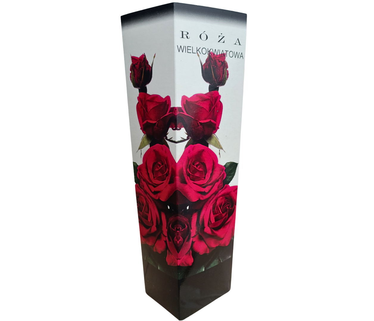 Троянда чайно-гібридна рожево-червоного забарвлення PL-3