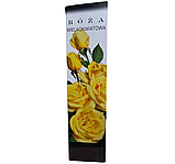Троянда чайно-гібридна жовтого кольору PL-12, фото 2