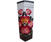 Роза чайно-гибридная желто-розово-красная окраска PL-14