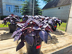 Базилік фіолетовий ВіолетКінг F1, 50 грамів, Spark Seeds