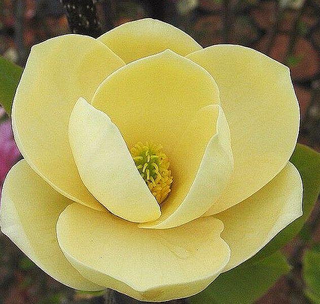 Магнолія Honey Tulip (Медовый тюльпан) 135-145 см с5