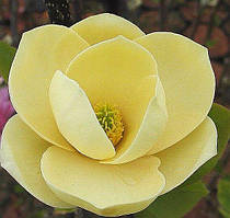 Магнолія Honey Tulip (Медовый тюльпан) 145-150 см с5