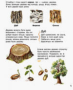 Дитяча енциклопедія про ліс 614016 для дошкільнят, фото 4