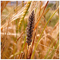 Головня зернових культур