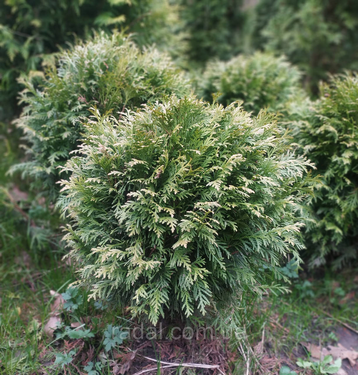 Туя західна Даніка С2 (Thuja occidentalis Danica), фото 1