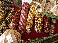 Насіння кукурудзи Індійський гігант, Giant indian corn, 5 шт/уп